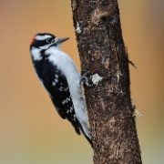 Downy Woodpecker - Canada